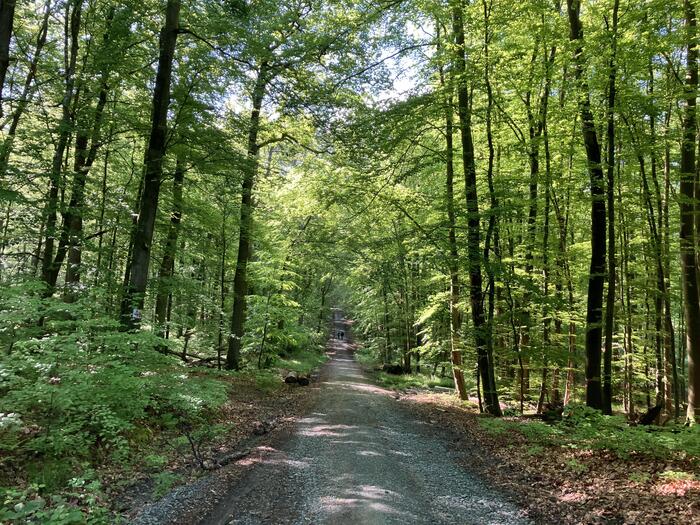 Baumwipfelweg Bad Camberg