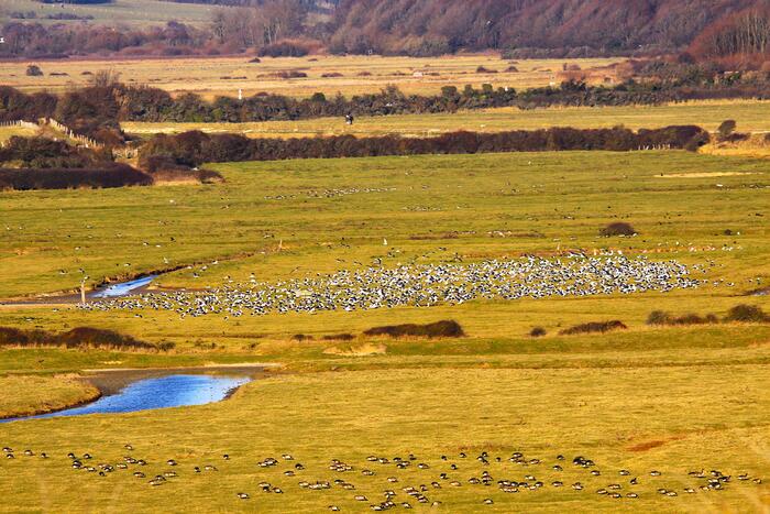 湿地帯に水鳥の大群