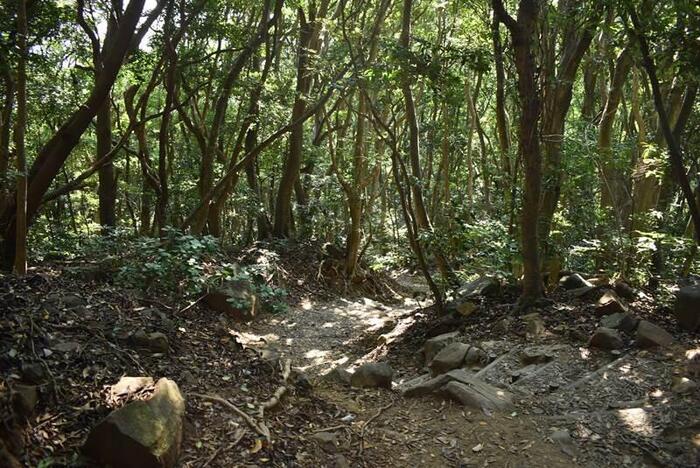 遊歩道の風景