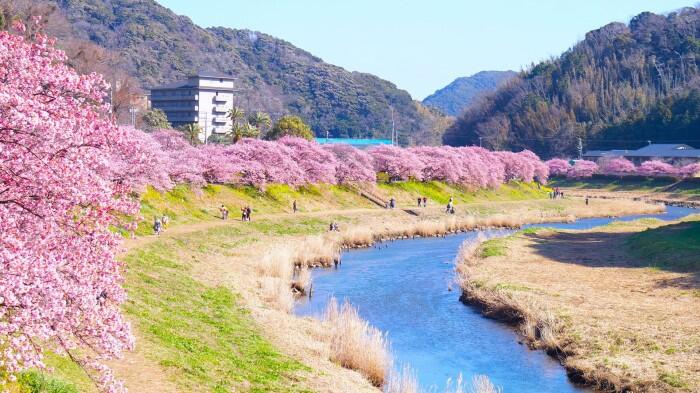 みなみの桜と菜の花まつり