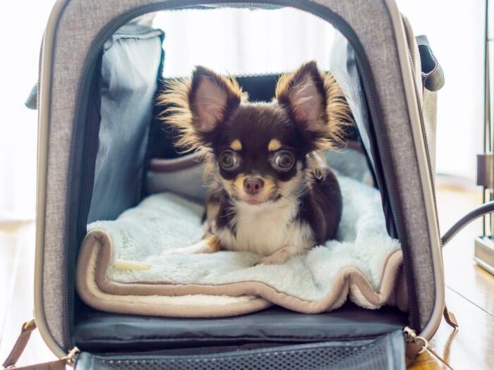 犬用キャリーバッグ