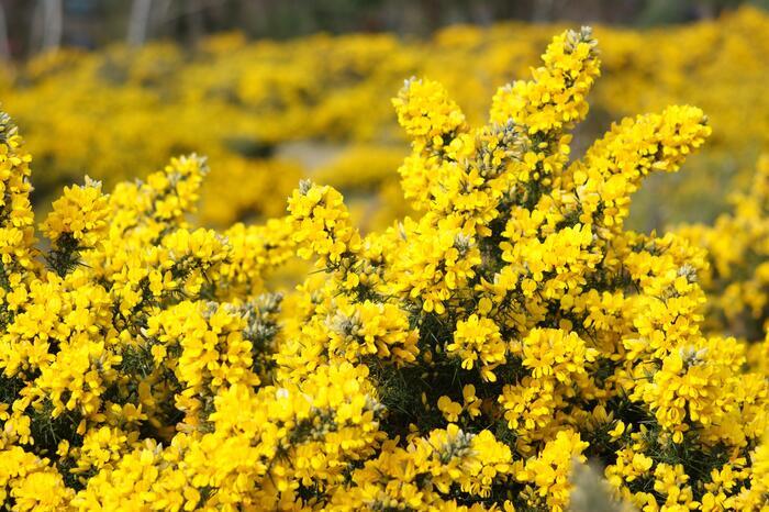 満開のハリエニシダ