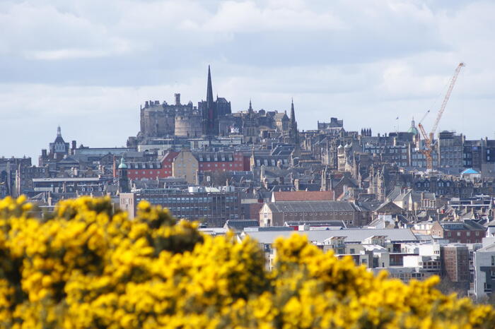 ハリエニシダとエジンバラ城