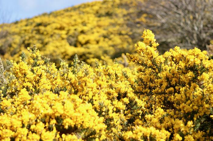 ハリエニシダで覆われた丘