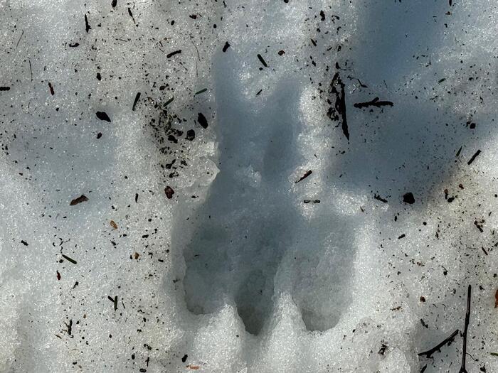 尾瀬　山ノ鼻　熊　足跡