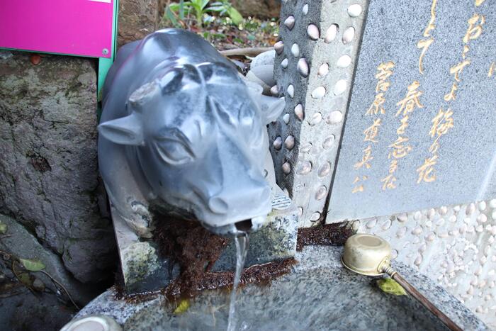 マーライオンのように口から水を吐く牛