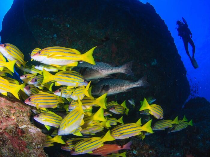 小笠原諸島のスキューバダイビング