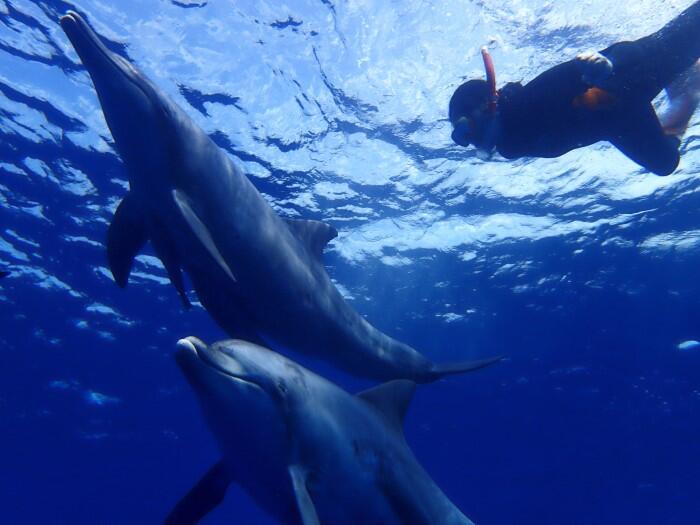 ドルフィンスイム