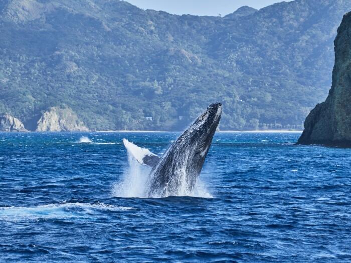 ホエールウォッチング