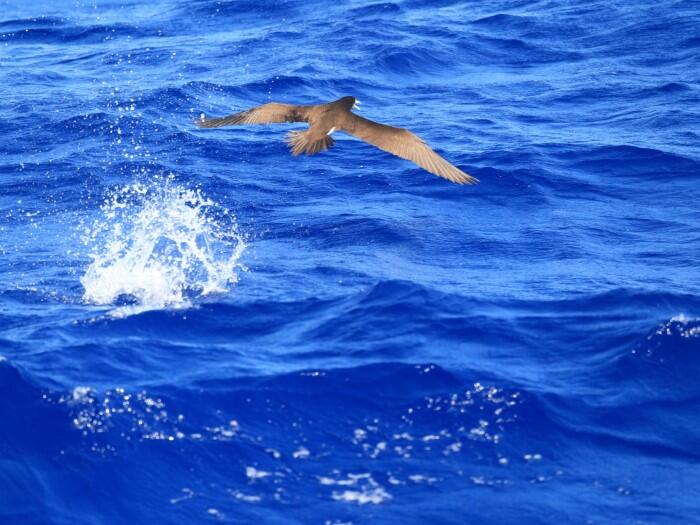 トビウオを追うカツオドリ