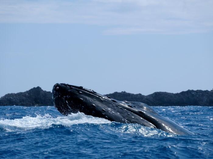 小笠原諸島ホエールウォッチング