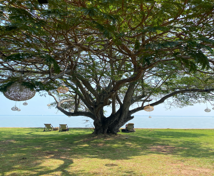 スリランカ　大きな木