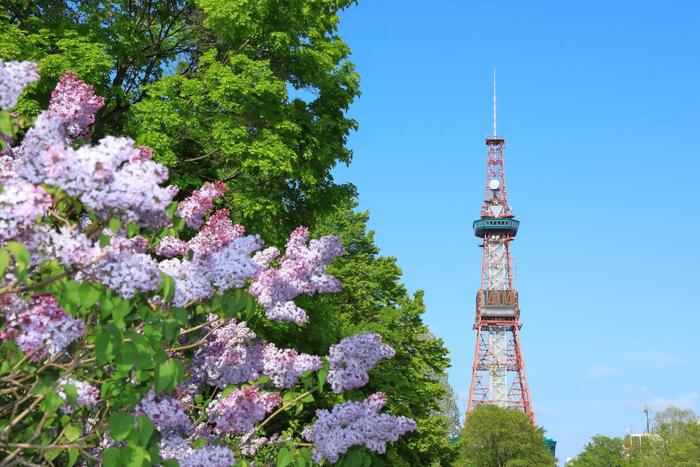 テレビ塔とライラック