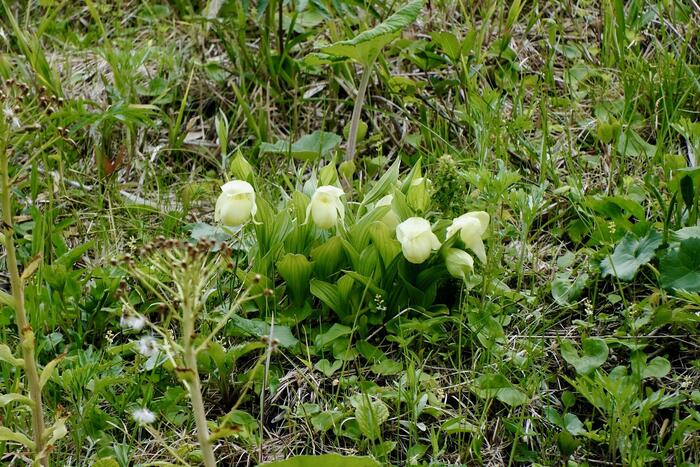 レブンアツモリソウ