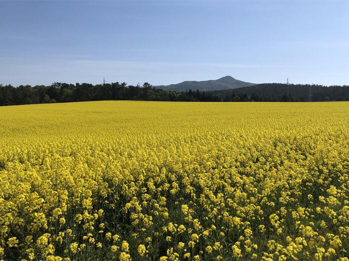 毎年5月に行われる横浜町の菜の花フェスティバル