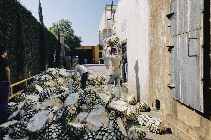 テキーラの作業の様子