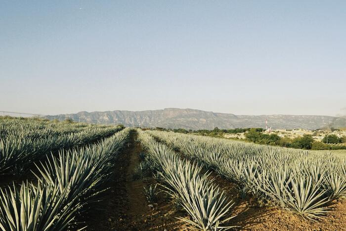 ずっと遠くまで続くアガベ