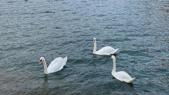 コモ湖に優雅に泳ぐ白鳥たち