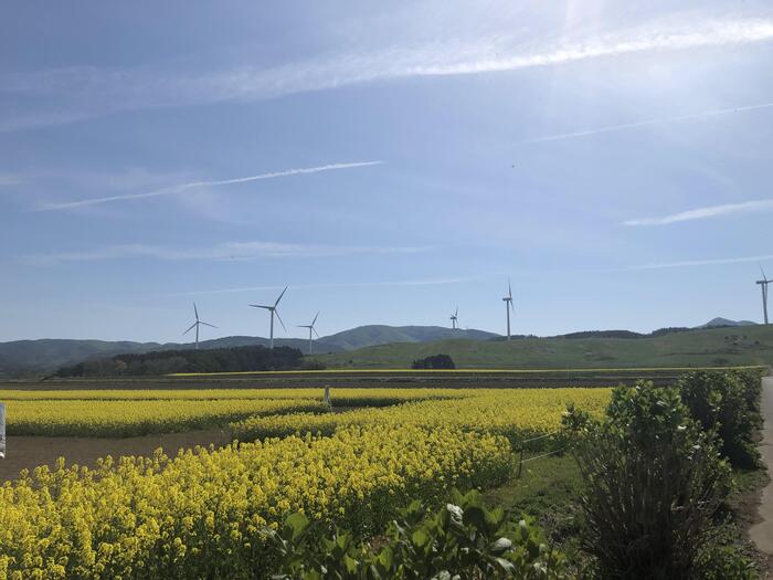 日本最大級の菜の花畑として知られる小さな町