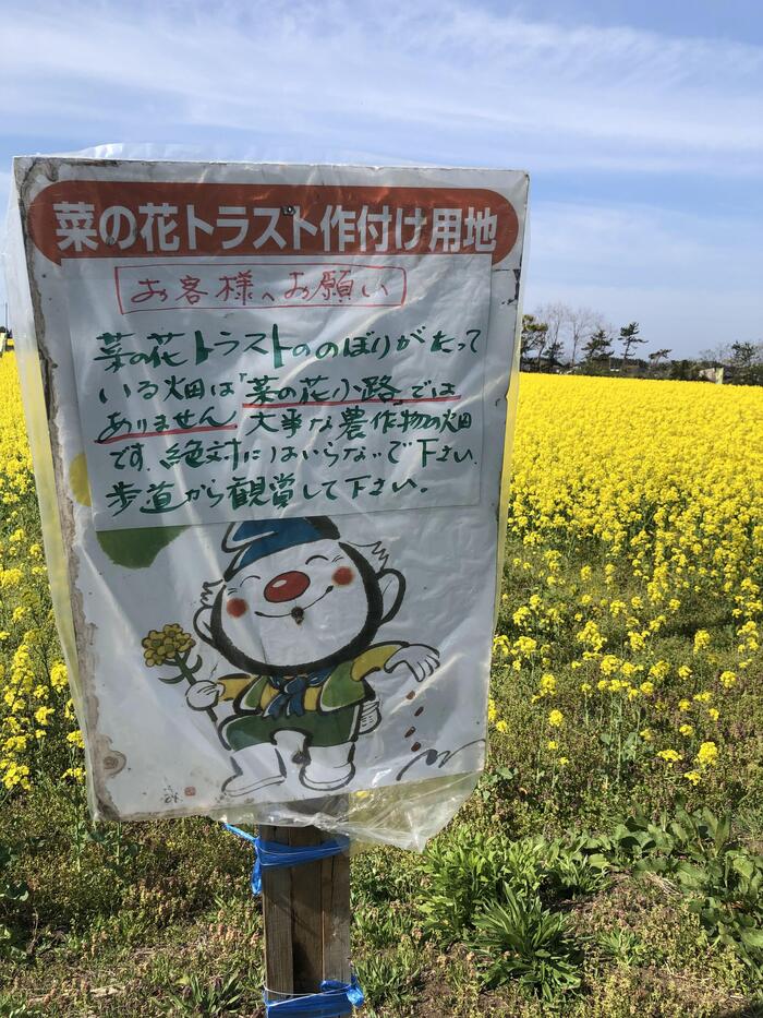 菜の花鑑賞する際のお願い