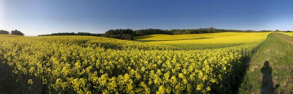【青森県】菜の花絨毯に包まれる感動体験！心満たす横浜町の旅