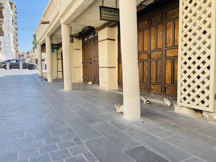 間の様子とネコ、ネコに優しいサウジアラビア