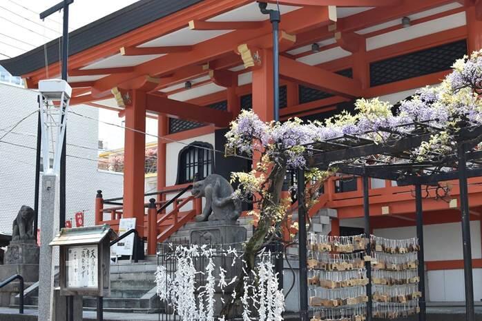 神楽坂 善國寺の藤棚