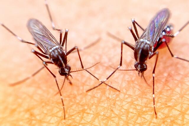蚊が人に2匹さしている
