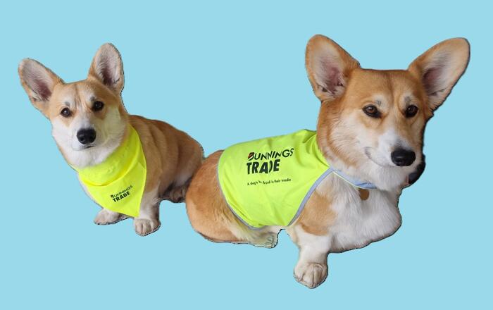 グッズを着用した我が愛犬19