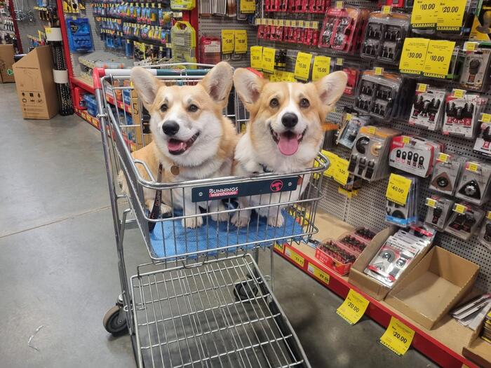 必ず愛犬たちも連れてショッピング