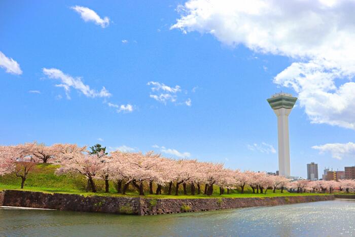 春の五稜郭公園