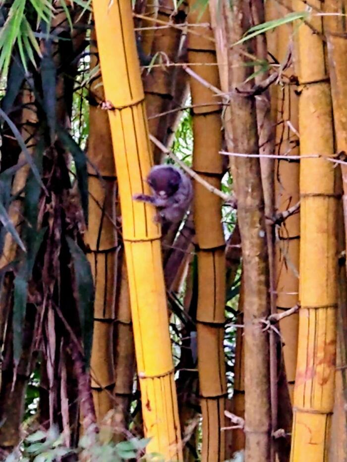 森林に住む、小型ザル、ミコ（Mico）