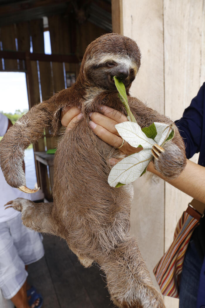 抱きかかえられてエサを食べるナマケモノ