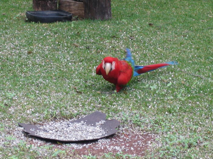 ベニコンゴウインコ (Arara-vermelha)