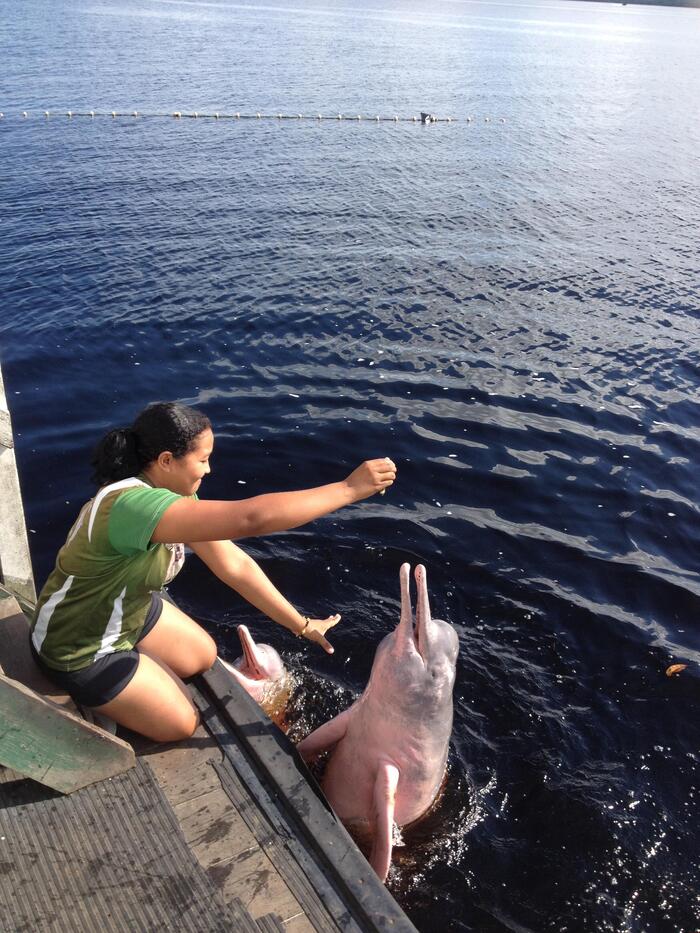 人懐こいピンクイルカを触る