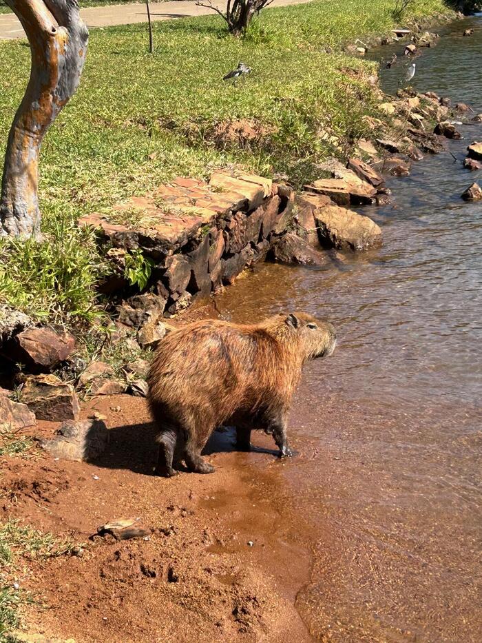 川にいるカピバラ（Capivara）