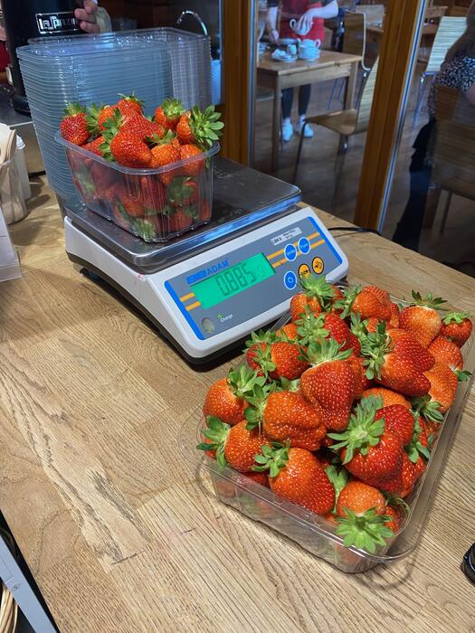 獲ったイチゴを測ります