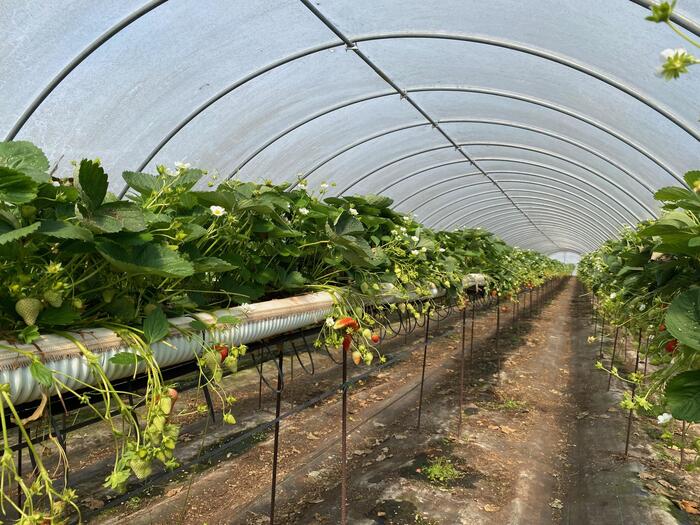 苺のなるハウスの中