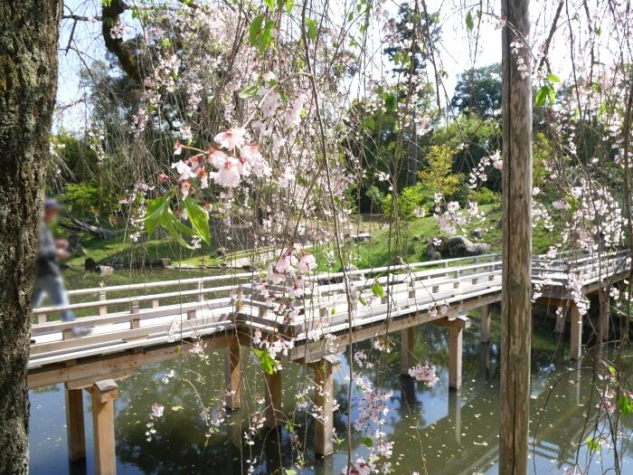 木橋が架かる花葉の池。シダレザクラが咲く晩春の眺め