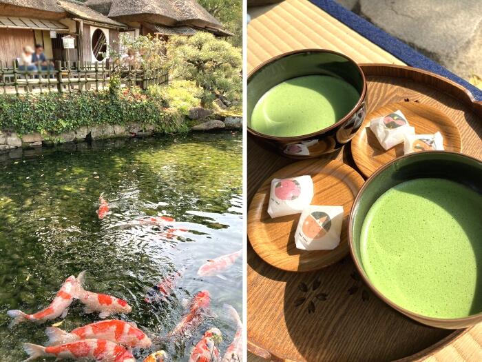 廉池軒のニシキゴイ（左）とお抹茶セット