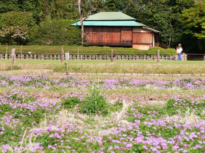 レンゲの花が広がる井田。奥に見えるのは新殿