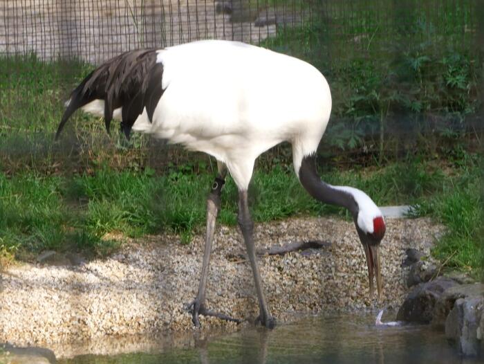 水を飲む鶴舎のタンチョウ