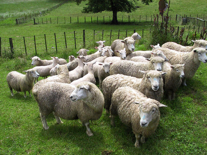 ニュージーランド　羊