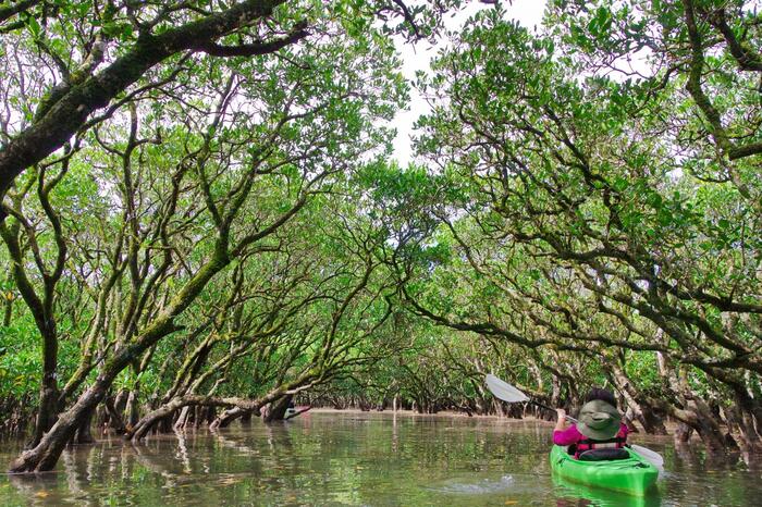 マングローブ原生林の中のカヌー