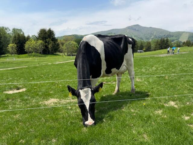 放牧されている牛