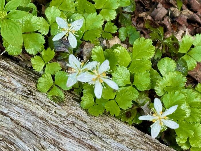 日光白根山　高山植物