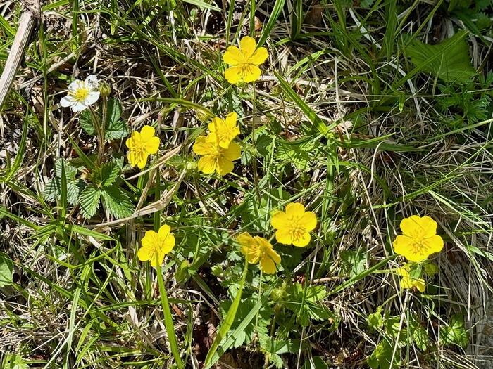 日光白根山　高山植物
