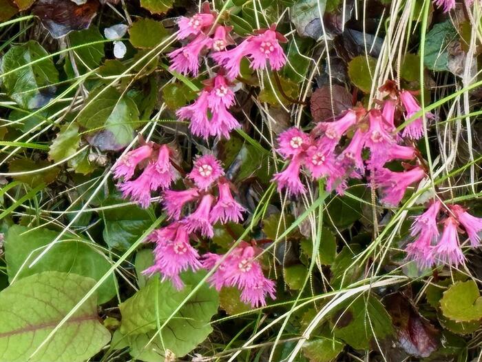 日光白根山　高山植物