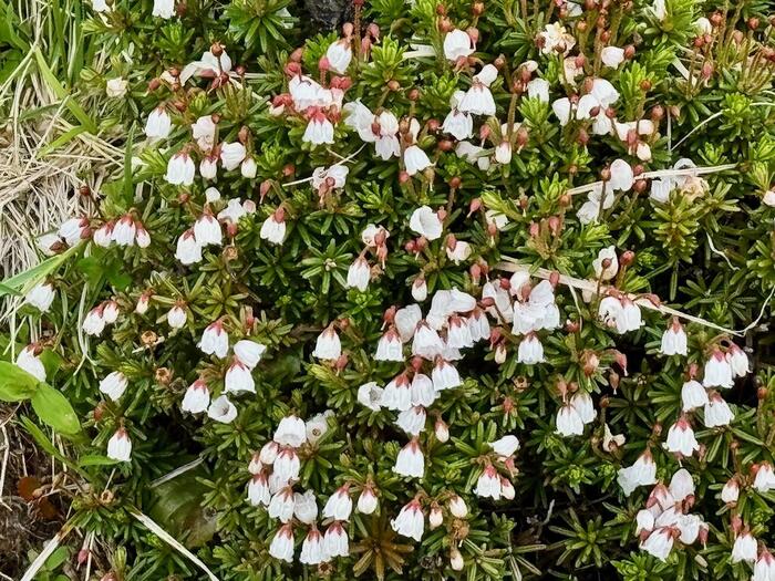 日光白根山　高山植物
