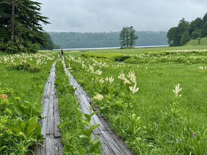 尾瀬　尾瀬沼　大江湿原